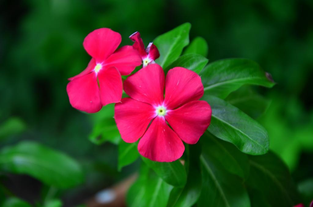 Pousada L'Essence ปาราตี ภายนอก รูปภาพ